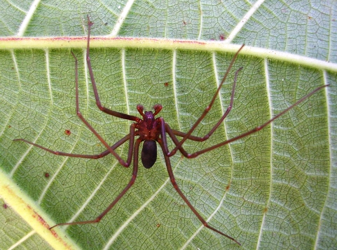 MACACO-ARANHA NA FLORESTA EM RONDÔNIA 