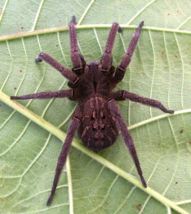 MACACO-ARANHA NA FLORESTA EM RONDÔNIA 