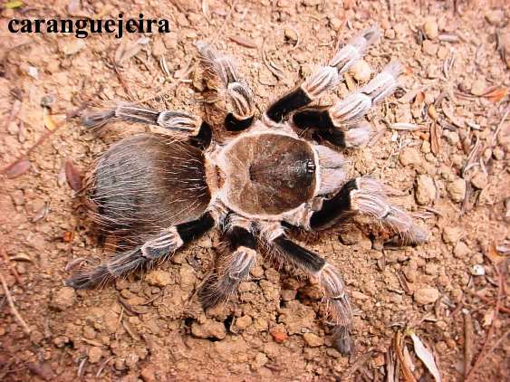 Macaco-aranha-preto - Fatos, dieta, habitat e fotos em