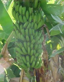 ban_34
