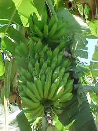 ban_38