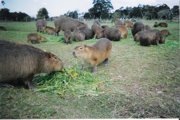 CRIAÇÃO DE ANIMAIS: Criação de Capivara